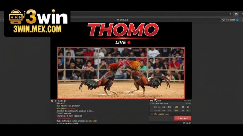 Video đá gà Thomo mới nhất - Cập nhật và trải nghiệm trực tiếp 4 video-da-ga-thomo-moi-nhat